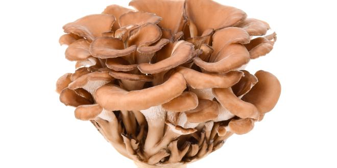 Cluster of Maitake mushrooms.