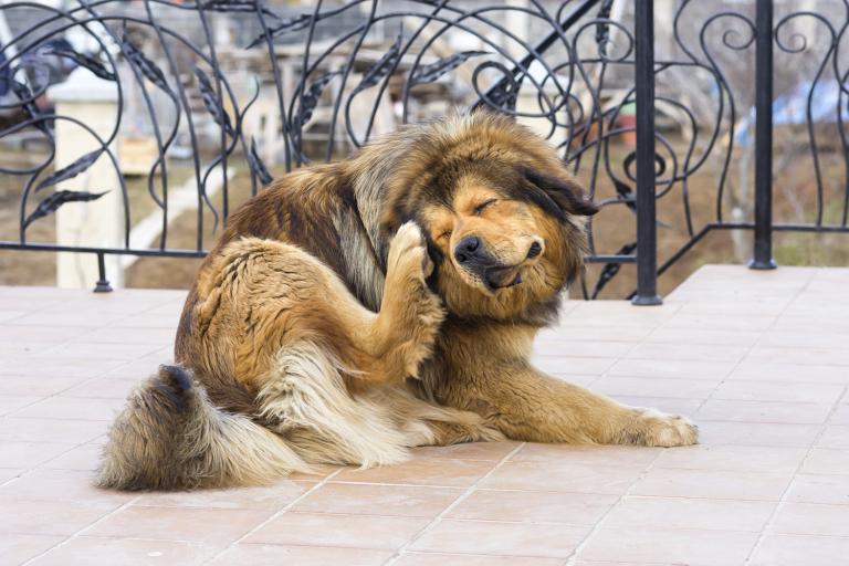 a shaggy senior dog scratching at fleas