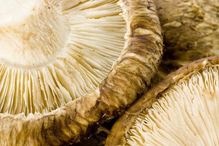 a close-up of shiitake mushroom fruiting bodies